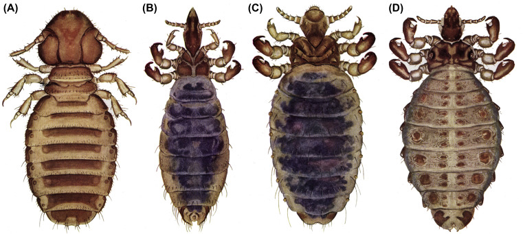 longhorned ticks