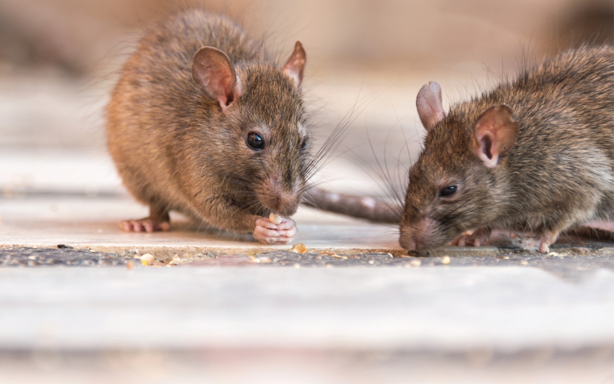 Rats eating off the floor